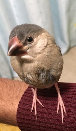 生後三ヶ月くらいの文鳥なのですが 水浴びをしてくれません 無 Yahoo 知恵袋