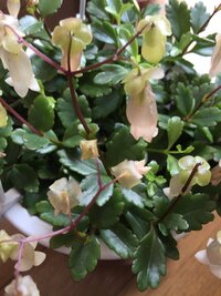 ホタルブクロの花が咲き終わり 花は 茶色でカサカサに乾いて来ました 葉っぱは Yahoo 知恵袋