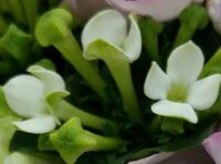 マダガスカルジャスミンの花言葉 二人で遠くへ旅を を Yahoo 知恵袋