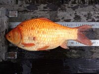 赤いヘラブナ 赤ヘラ の稚魚 5 10cm はどこで購入出来るのでしょうか Yahoo 知恵袋