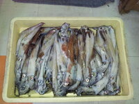 スーパーの鮮魚コーナーで売っていたヤリイカを自分でボイルした Yahoo 知恵袋