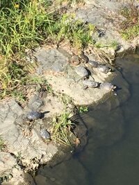 ニホンイシガメって捕獲して飼うことはできないのですか なんか違法 とかな Yahoo 知恵袋