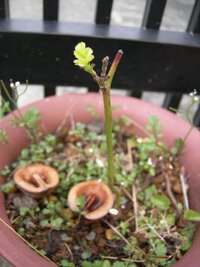 枯れたミニバラを復活させたいです 検索してみたのですがどうしたらいいのかイ Yahoo 知恵袋