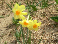 水仙のような花 この花の名前を教えてください よく見ると 一つの茎 Yahoo 知恵袋