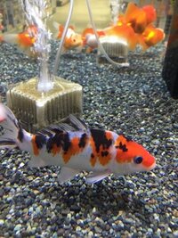鯉 金魚 めだかをまとめて飼えるか 鯉 金魚 めだかをまとめて飼うん Yahoo 知恵袋