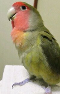 コザクラインコのオスメスどちらかについて こちらの写真のコザクラインコ Yahoo 知恵袋