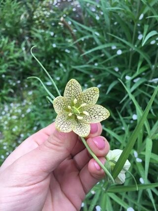 花の名前を教えてください クリスマスローズに似た この花の名前はなんで Yahoo 知恵袋