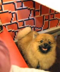 動物をいじめたくなる心理について質問です 心理についての質問ですので 動物が Yahoo 知恵袋