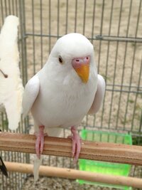 真っ白なセキセイインコが売っていました 初めて見たのですが Yahoo 知恵袋