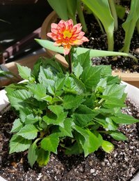 プチダリアの摘芯について 土曜日に植え付けました 大きなダリアの摘芯のやり方 Yahoo 知恵袋