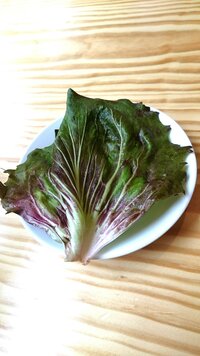 サラダで食べる野菜なのですがこの葉の名前が分かりません わかる方教 Yahoo 知恵袋