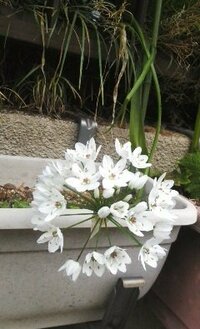 長い茎が垂れながら白い花を咲かせたこの植物の名前をおしえてください ア Yahoo 知恵袋