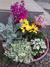 これはなんと言う植物ですか グレコマに似ています 這って登って Yahoo 知恵袋