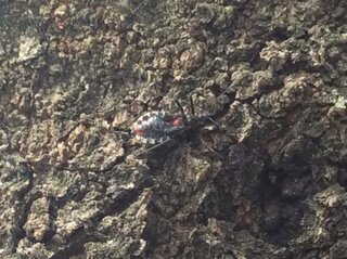 この虫の名前教えてください 桜の木の幹にいました こんにちは Yahoo 知恵袋