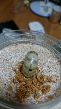 クワガタの幼虫の背中に黒い怪我 のような跡があるのですがこれは成虫になったと Yahoo 知恵袋