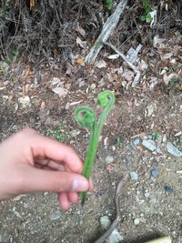 この山菜はなんですか 食べれますか 生えている様子を見ると まだ若い芽で わ Yahoo 知恵袋