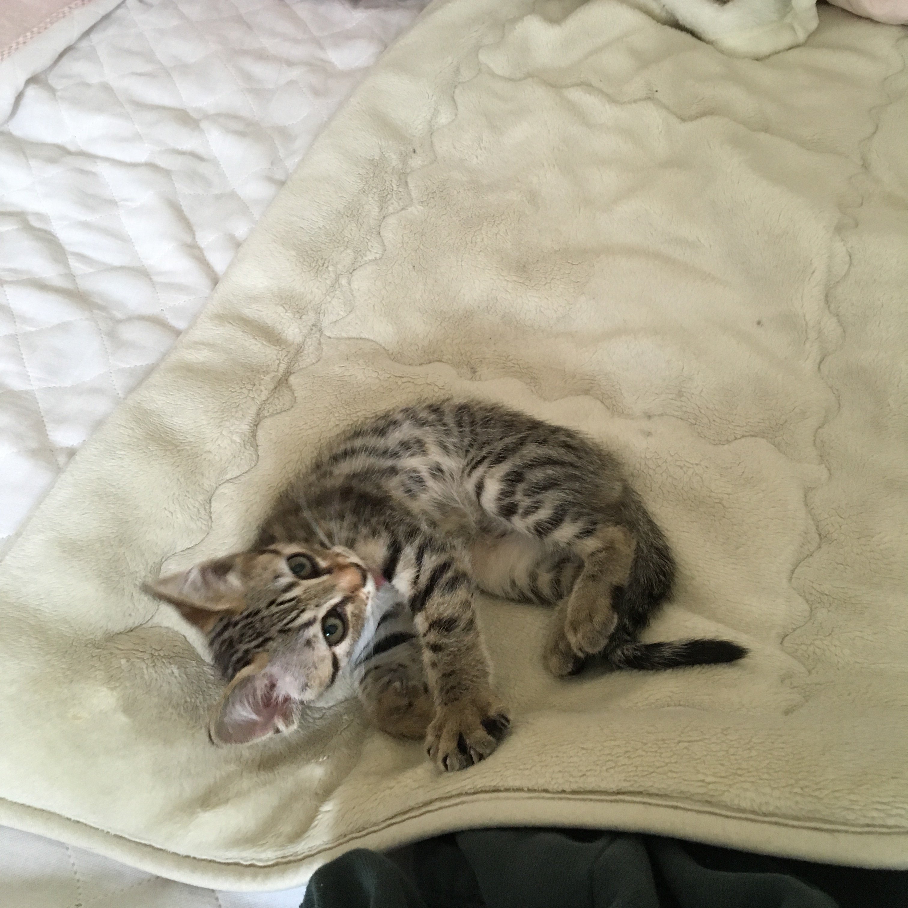 二ヶ月の子猫を夜寝るときだけケージに入れえても大丈夫でしょうか 