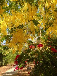 タイにいますがこの木の花が満開です 名前はなんでしょうか これはタイ語 Yahoo 知恵袋