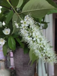 この花木の名前教えて下さい 房状の白い小さな花が咲きます 木の高さ Yahoo 知恵袋