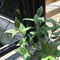 鳥の落し物から木が生えてきました。 - 何の木かわからないので