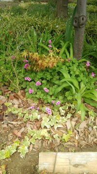 下の画像のピンクの花はカタバミでしょうか 庭に芝生を植えてあるのですがカタバ Yahoo 知恵袋