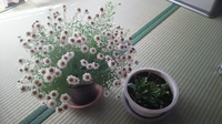 花かんざしは毎年咲くものなんですか 玄関に小さい花壇を作って花かんざしとコ Yahoo 知恵袋