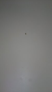 最近 浴室の天井によくこの虫がくっついているのですが なんの虫か分かられる方いま 教えて 住まいの先生 Yahoo 不動産