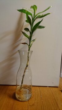 花束で貰った葉っぱから根が出て水栽培をしていました 検索したところドラセナ Yahoo 知恵袋