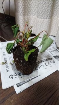 いちごの苗が次々に枯れました 病気でしょうか ホームセ Yahoo 知恵袋
