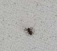この蜘蛛はアシダカグモの赤ちゃんですか この前の蜘蛛と同じように見えて少し Yahoo 知恵袋