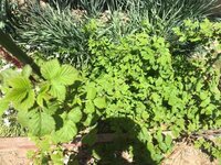 ラズベリーの植え替えの時期を教えてください いっぱい増えちゃったので Yahoo 知恵袋