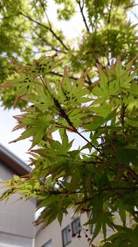 紅葉に黒い小さな虫が沢山付いています 駆除の仕方がわからないの Yahoo 知恵袋