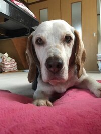 昨夜より 愛犬が床を舐め続け そして嘔吐を繰り返しています そ Yahoo 知恵袋