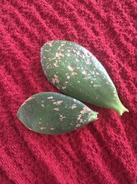 かねのなるき葉が黒く 焼けてしまいましたところどころですが Yahoo 知恵袋