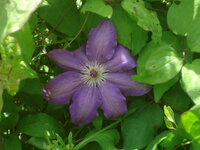 この花はなんですか クレマチス テッセン この花はなんですか クレマ Yahoo 知恵袋