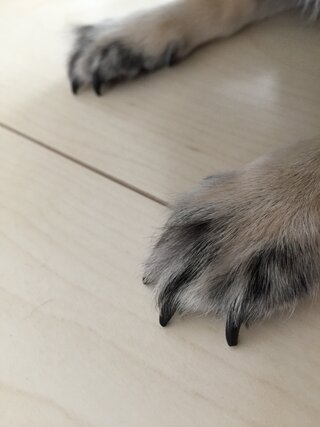 犬の爪切りについて質問です 5ヶ月のチワワを飼っているのですが 爪が黒くて爪 Yahoo 知恵袋