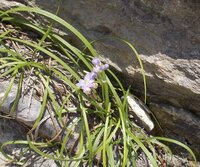 この花の名前を教えてください蘭の種類だそうですがおじさんが名前を言ってたので Yahoo 知恵袋