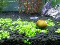 ニューラージパールガラスが縦伸ばしてしまっています 絨毯のように横に Yahoo 知恵袋