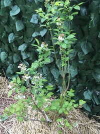 ブルーベリーの花芽は摘んだ方がいいですか 庭にラビットアイ５種植 Yahoo 知恵袋