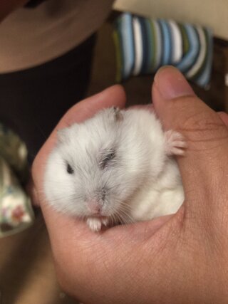 飼ってるハムスターが急に目が開かなくなりました!なにかの病気なのでしょうが今... - Que 13158722468?w=320&h=320&up=0