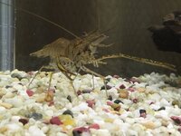 川えびを捕まえるには いつ頃がよくて どういったときに 満月の夜がいいと Yahoo 知恵袋