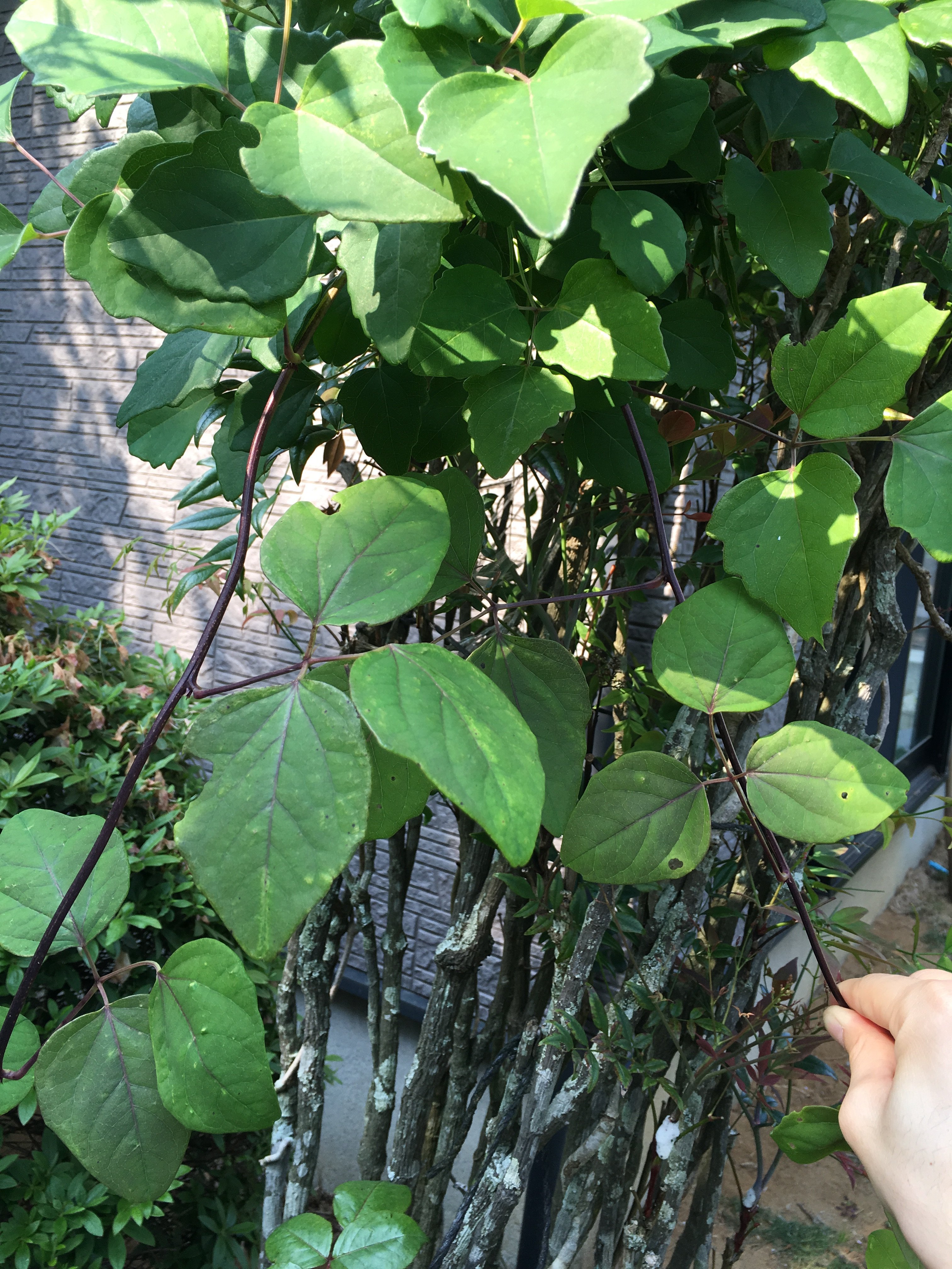この植物はなんですか？葉っぱが3枚ずつ出ていて、茎が紫色です