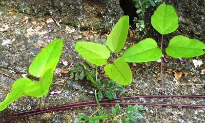 側溝横を這う雑草らしきこの三枚葉のツル植物をおしえてください アケビで Yahoo 知恵袋