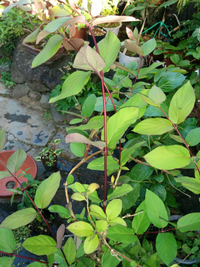 この植物の名前を教えてください 写真が見辛いかと思いますが 手前の赤い茎の植 Yahoo 知恵袋