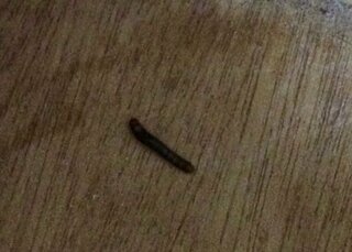 この黒い芋虫の名前を教えてください 畳の端っこ とかダ Yahoo 知恵袋