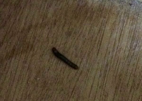 この黒い芋虫の名前を教えてください 畳の端っこ とかダ