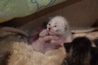 生後2週間ほどの子猫のミルク量についての質問です 2週間ほど前に臍の緒つきの Yahoo 知恵袋