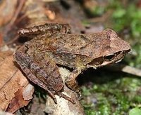 田舎に暮らしてる人はいつもカエルとか虫の鳴き声うるさいんですか 田んぼ Yahoo 知恵袋