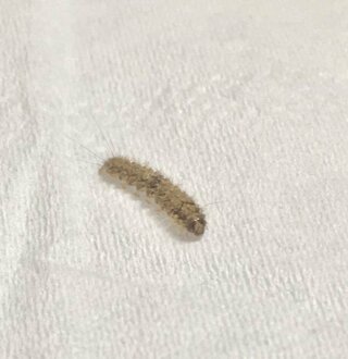 この虫が何の虫かわかりますか ヤネホソバの幼虫に似ています ヤネホソバ Yahoo 知恵袋