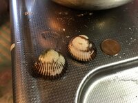 この貝はなんですか？潮干狩りの獲物です。

千葉県にある潮干狩りが無料の海岸で取れました。
ホンビノスやあさりに混じっていて、同じようなところにいました。大きさは3センチ位、 10円玉 との比較もご覧ください。

赤貝ににているような気がしますがこれは何と言う貝でしょうか？

また砂ぬきは必要ですか？どうすれば美味しく頂けますか？

1番砂ぬきしましたが、水管を伸ばしたりし...